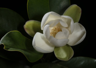 Magnolia pallescens