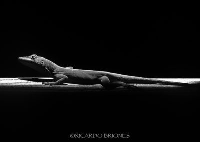 Anolis chlorocyanus - Ricardo Briones
