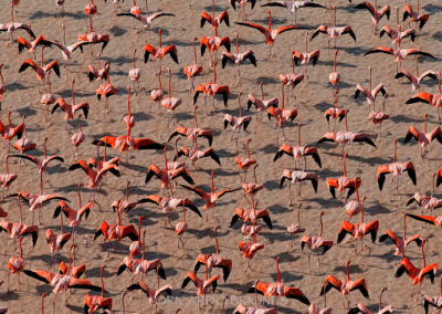 Flamencos, Bucan de Base, PNJ, Peder - Ricardo Briones