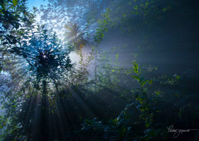 Zapoten Bosque Nublado - Pedro Genaro