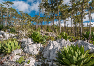 Pinares en Parque Nacional Sierra de Bahoruco - Ricardo Briones