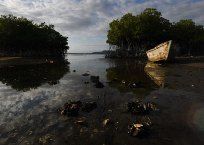 Almejas - Almejas en bajamar, manglares de la Bahia de Las Calderas, Bani, RD - Leo Salazar