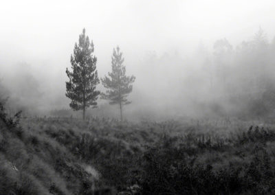 Pinos entre la niebla de la tarde, Valle Nuevo, RD - Leo Salazar