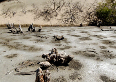 Troncos de mangle muerto, El Salao del Muerto, Las Salinas de Calderas, Bani, RD - Leo Salazar
