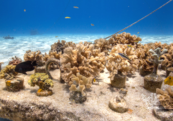 Los arrecifes de coral y su importancia en el mundo
